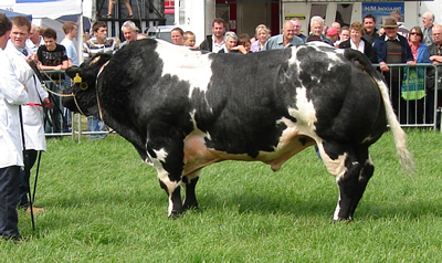 Bringlee Talbot at Nantwich